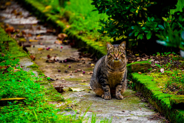 istock cat in the driveway one 1282744926