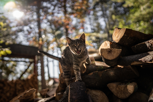 Curious cute cat standing on stacked logs in back yard and looking at camera