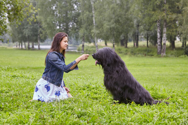 istock White girl is feeding briard for training on open air. 1282745949