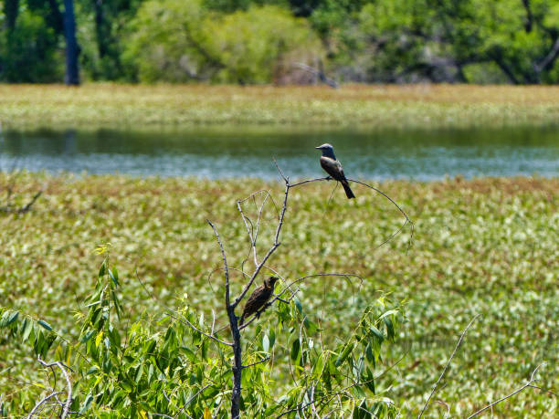 istock Pair of Songbirds Enjoying Lakeside 1282748647