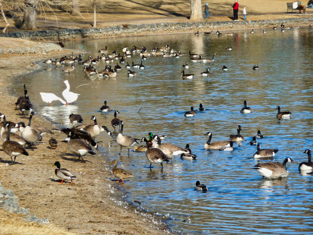 istock Gatherings of Various Water Fowl 1282748666