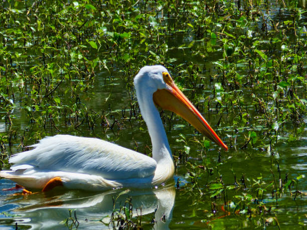 istock Pelican Swimming in Lake 1282748770