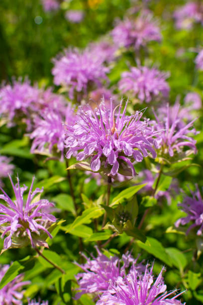 istock Purple Wildflowers 1282749589