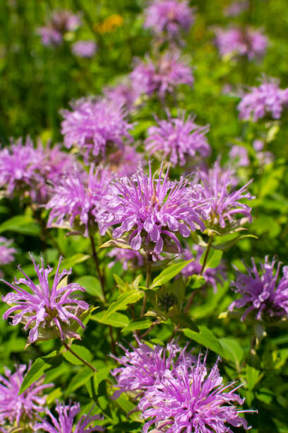 istock Purple Wildflowers 1282749590