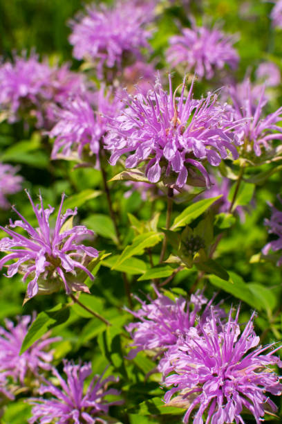 istock Purple Wildflowers 1282750199