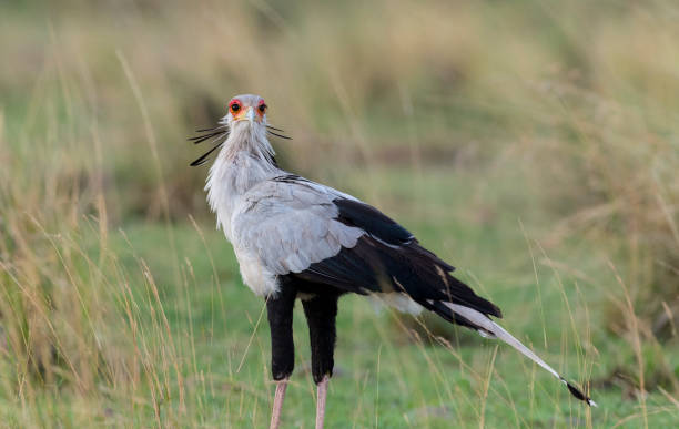 istock Secretary bird, vulnerable species 1282750386