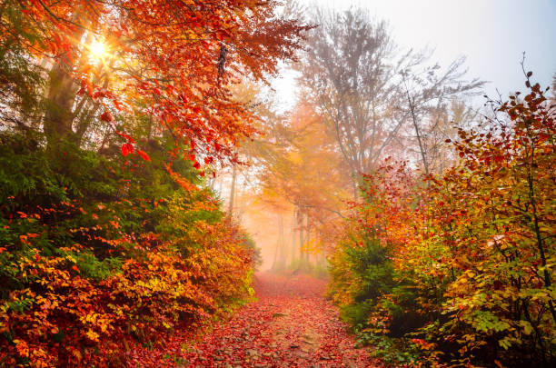 złoty las z mgłą i ciepłym światłem - wood woods dirt road footpath zdjęcia i obrazy z banku zdjęć