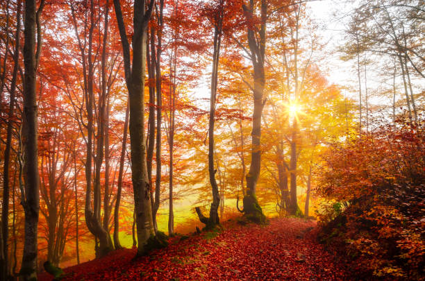 istock Golden forest with fog and warm light 1282751278