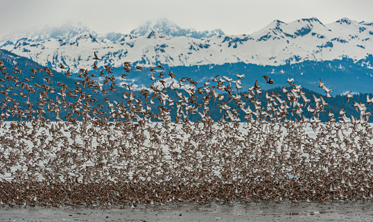 Flocks of Western Sandpipers migrating to the tundra for breeding. Hartney Bay near Cordova, Prince William Sound, Alaska. Copper River Delta.  Flying in very large groups.