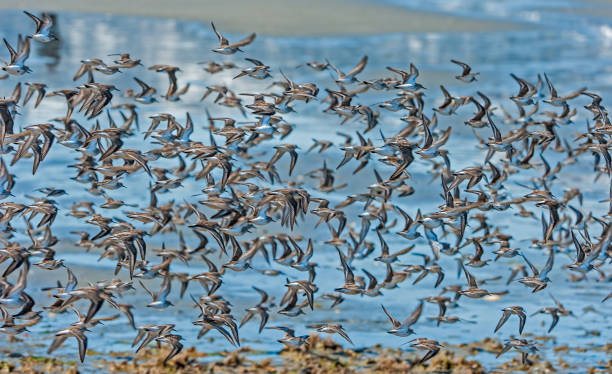 Flocks of Western Sandpipers migrating to the tundra for breeding. Hartney Bay near Cordova, Prince William Sound, Alaska. Copper River Delta.  Flying in very large groups. Flocks of Western Sandpipers migrating to the tundra for breeding. Hartney Bay near Cordova, Prince William Sound, Alaska. Copper River Delta.  Flying in very large groups. shore bird stock pictures, royalty-free photos & images