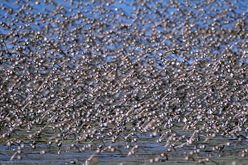 Flocks of Western Sandpipers migrating to the tundra for breeding. Hartney Bay near Cordova, Prince William Sound, Alaska. Copper River Delta.  Flying in very large groups.
