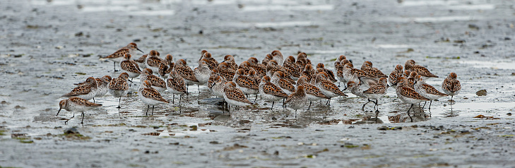 Western Sandpipers feeding in the mudflats of Hartney Bay near Cordova in the Copper River Delta prior to migrating to the tundra for breeding.