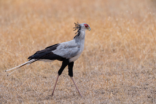 close-up one demoiselle crane