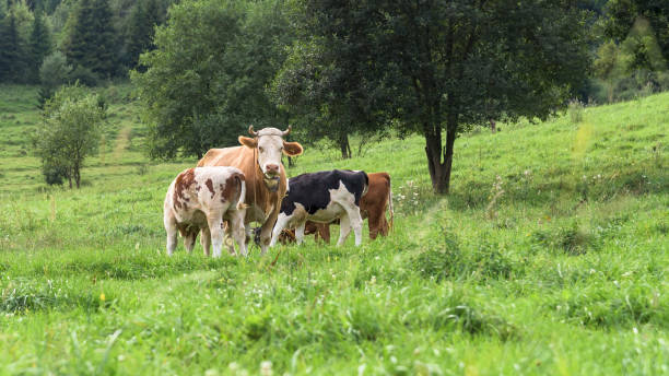 istock Cows grazing in the meadow 1282752520