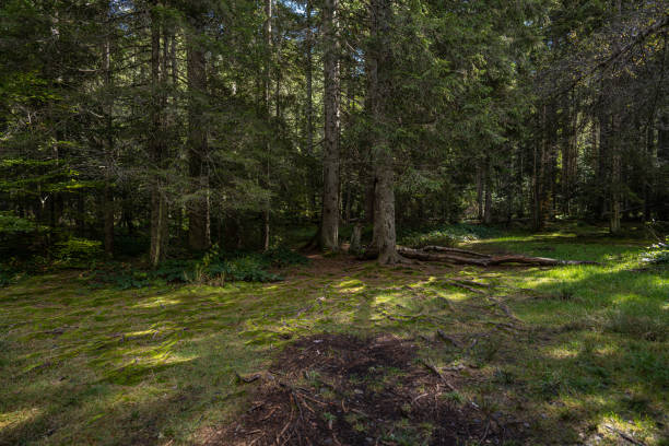 Green woodland with large fir trees and grass area