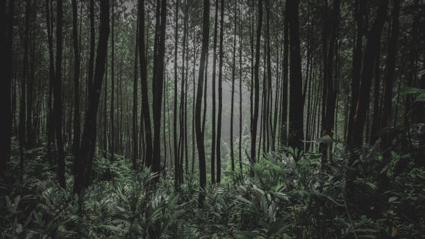 istock mountain pine forest kacapiring taraju 1282756019