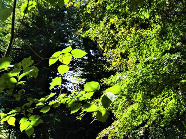 istock Japan. October. Autumn sun plays with autumn leaves. 1282756191