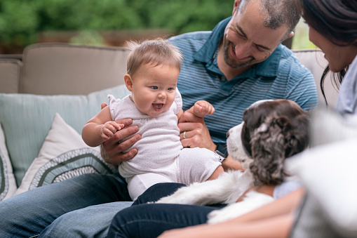 An adorable baby girl laughs while looking at her pet dog. The mixed race child is sitting on her father's lap. The family is relaxing together on outdoor furniture in the backyard of their home.