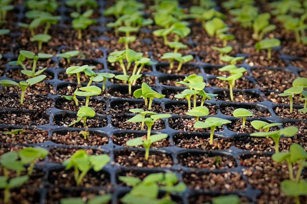 Macro view of basil seedlings sprouting in a propagation tray