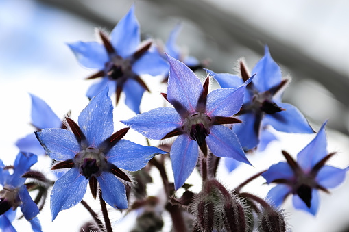 A silhouetted view of blue borage petals looking upwards.