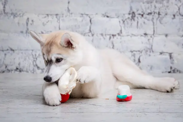 Funny puppy husky breed of light color gnaws dried pork and beef ears. Natural chewing treats for dogs. Production and trade in pet products. Siberian husky baby girl enjoying bone for cleaning teeth.