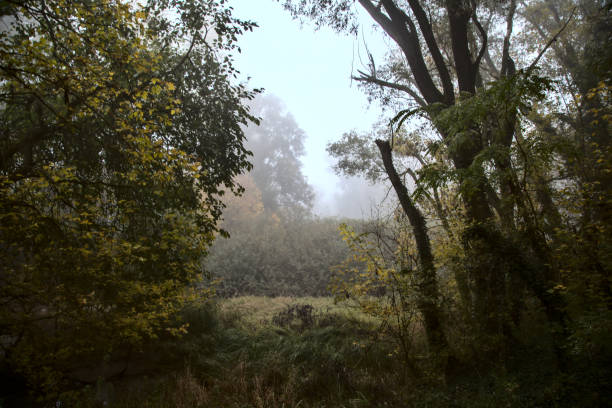 istock Pond covered by fog in a park in autumn 1282761537