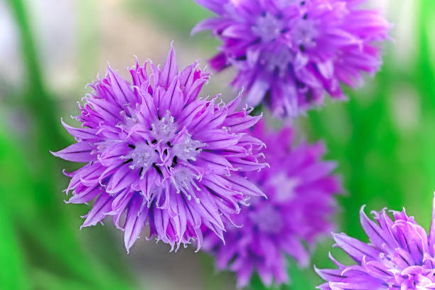 Macro of chive blossoms against a soft focus green background Macro of chive blossoms against a soft focus green background. chives allium schoenoprasum purple flowers and leaves stock pictures, royalty-free photos & images