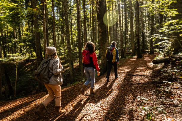 istock Friends walking through forest on sunny day with backpacks 1282763654