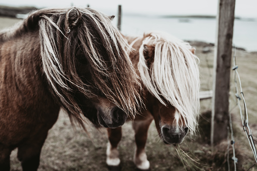 Two Shetland ponies standing in a field on Yell Island in the Shetland Islands, Scotland.