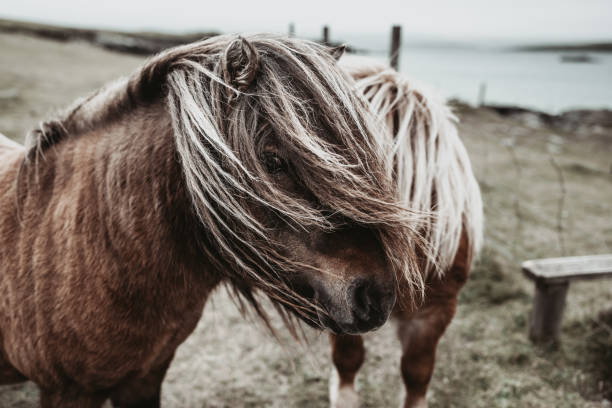 Two Shetland ponies standing in a field on Yell Island in the Shetland Islands, Scotland.