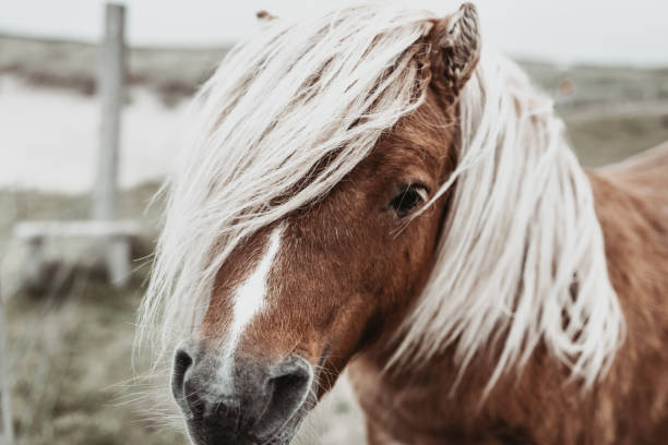 istock Beautiful Shetland pony with white long mane 1282764528