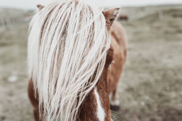 istock The white mane of a Shetland Pony 1282764536