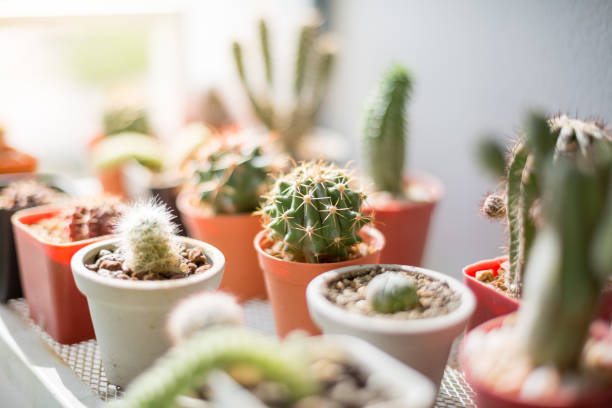 istock Selective focus of small cactus in a pot with warm light on blurred background 1282764551