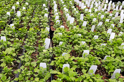 The rows of young strawberry plants growing in large plant nursery. All seasons production of fruit and vegetables in the greenhouse.