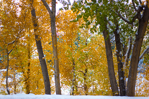 Santa Fe, NM: Snowy Autumn Scene at Santa Fe River
