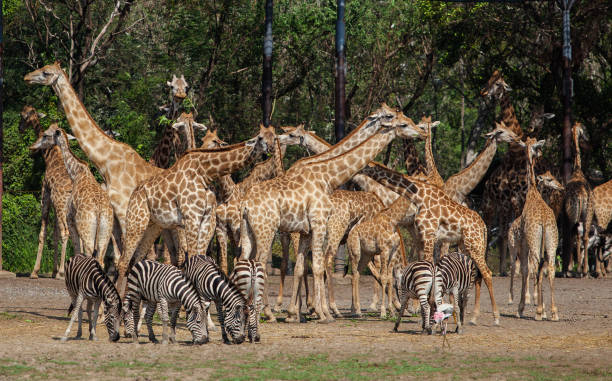 giraffa e zebra nel parco faunistico - giraffe south africa zoo animal foto e immagini stock