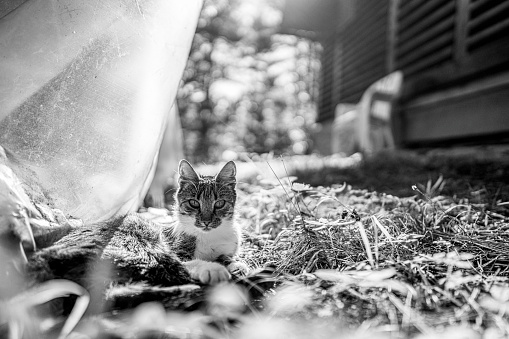 Cute little cat lying on grass in back yard and looking at camera, black and white