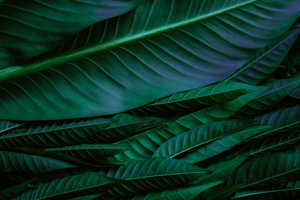 istock abstract green leaf texture, nature background, tropical leaf 1282766235