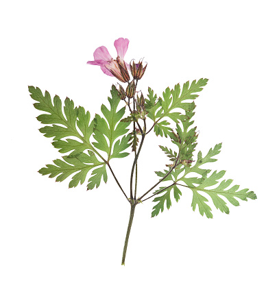 Pressed and dried flower geranium (geranium robertianum) on stem with green leaves. Isolated on white background. For use in scrapbooking, floristry or herbarium.
