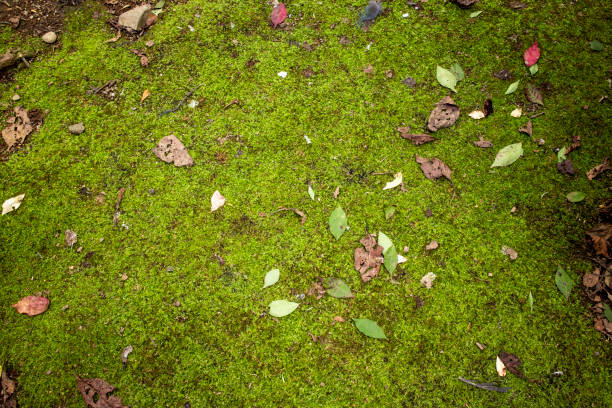 istock The moss ground with fallen leaves 1 1282770448