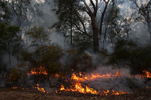 Brushfire damage in Australia