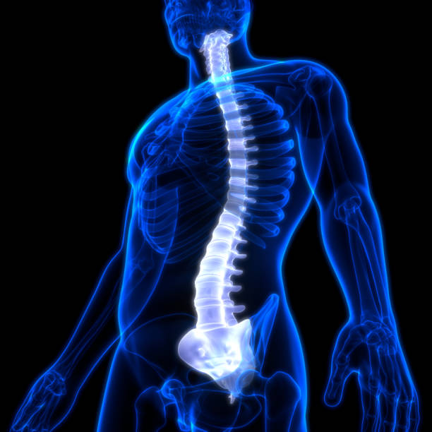 istock Spinal Cord Vertebral Column of Human Skeleton System Anatomy 1282778063