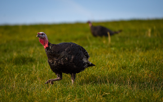a male turkey of the Caucasian bronze breed standing with a fluffy beautiful tail in profile on the ground covered with dry grass, a leader of a bronze color turkey on an open range