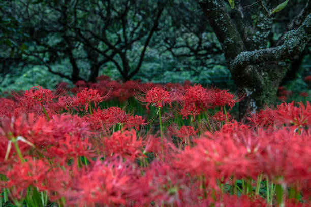 kwitnące jesienią czerwone lilie pająka w atsugi, japonia - best of zdjęcia i obrazy z banku zdjęć