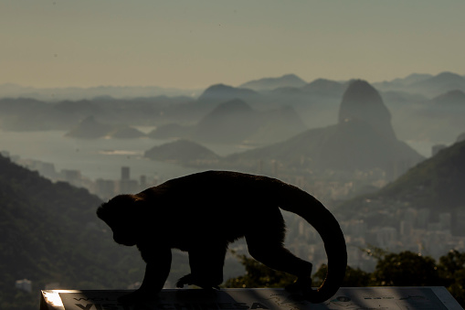 Monkey at Alto da Boa Vista, Reio de Janeiro