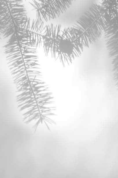 istock shadows of fir tree branches on a white wall 1282781224