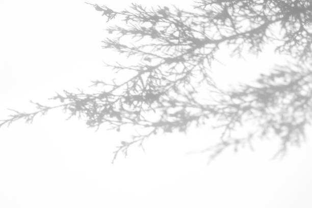 istock shadows of fir tree branches on a white wall 1282781234