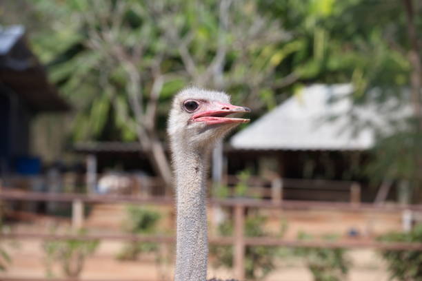 Ostrich head With a blurry farm background
