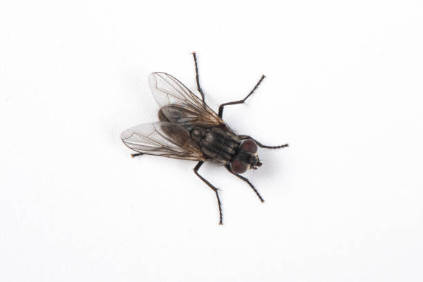 schwarze hausfliege auf weißem hintergrund gesetzt - fly housefly ugliness unhygienic stock-fotos und bilder
