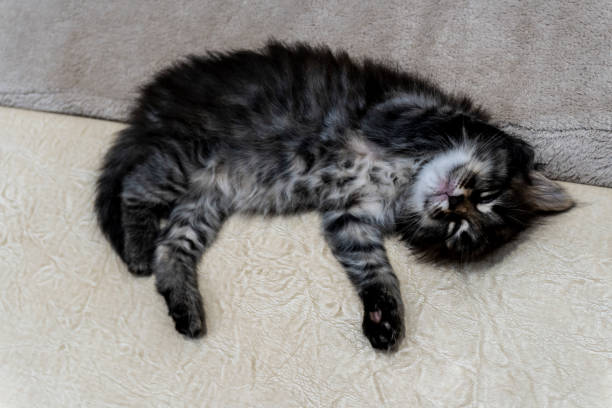 istock Picture a small kitten, a beautiful background or cover for notebooks 1282785988